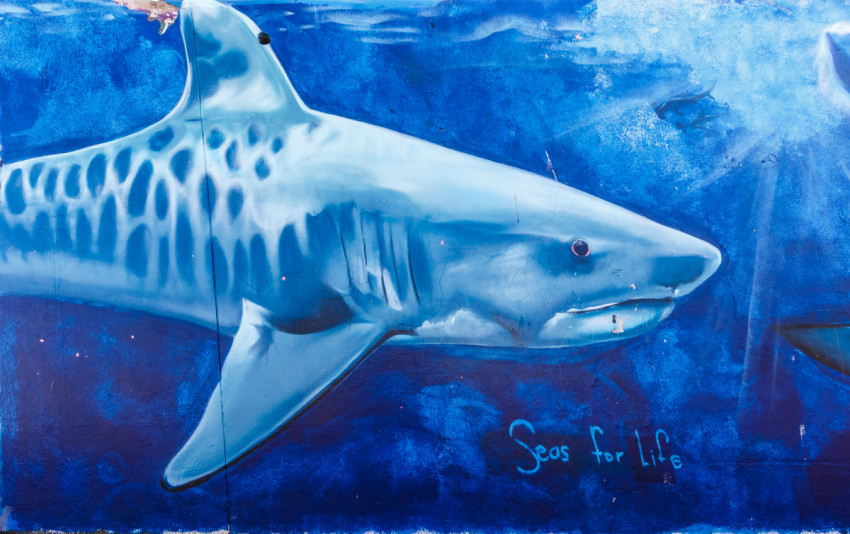 Η τοιχογραφία στη  Bondi Beach / Φωτογραφία: Shutterstock