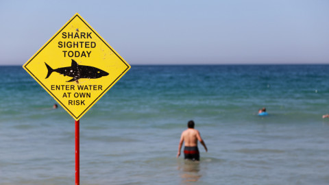 Αυστραλία, προειδοποίηση για την εμφάνιση καρχαρία