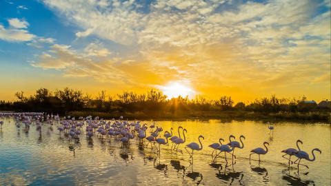 Camargue/Shutterstock